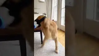 Golden Retriever LOSES IT in Vision Pro VR! Living Room DESTROYED 😱🔥