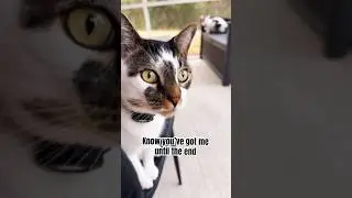 you got me until the end #catlovers #ytubeshort