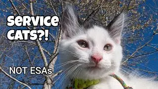 How to train a service cat!!