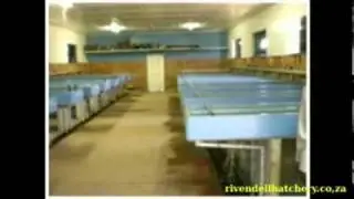 Malawi Cichlid Tropical Fish Farm Rrivendell Hatchery
