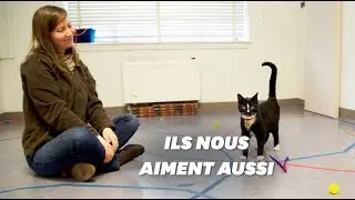 En r&eacute;alit&eacute;, les chats aiment autant leurs ma&icirc;tres que les chiens