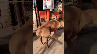Beautiful Lamb with big Butt #lamb #shorts #cuteanimals