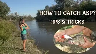 HOW TO CATCH ASP? Fishing TIPS & TRICKS/ Rapfenangeln: Tipps und Tricks/ Съвети за Риболов на Распер