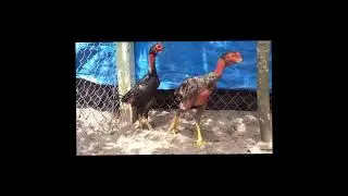 CHIẾN K&Ecirc; MONG ĐỢI #entertainment#chicken#rooster#pet#animals #love #cute #cuteanimals#cutebaby#nice