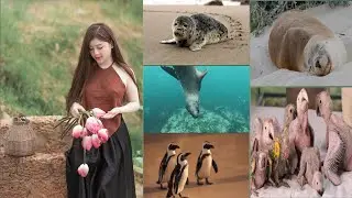 nature and funny videos |@ 