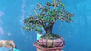 ms14, đ&atilde; chốt)),,,200k, v&uacute; b&ograve; bạch chỉ Ae ưng &yacute; Lh Zalo 0933083024