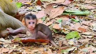 A small baby really disturbs the mother at rest...! MMO Monkey