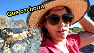 O QUE A CACHORRA FEZ!#MAIS UMA PARTIDA# PREPARADOS PARA A VINDIMA