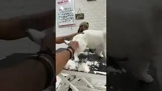 #spitz Grooming st #dogstardelhi| #doggroomingtips #doggroominglife #grooming #spitz_dog#spitzlovers