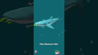 Beware of the Remora Fish! 🐟 Sticks to Humans Like a Suction Cup!