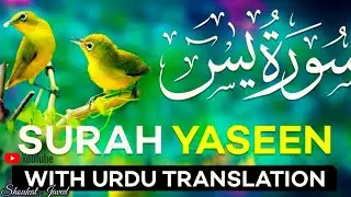 beautiful Quran Recitation for Sleep 🌙 | Surah Yaseen & Surah Rahman | Peaceful Tilawat