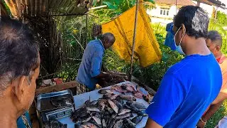 Wow!! Live Tilapia Fish Market in Sri Lanka | Excellent Tilapia Fish Cutting Skills