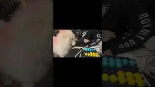 #bounceoffpopout #crucifixed #dogshorts #trending #dogs #boardgames #fyp #trending #nftu  #funny