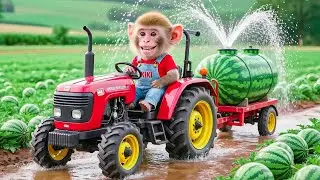Brave Monkey Nana Faces the Drought and the Way to Save the Entire Watermelon Garden ! MonkeyTractor