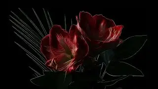 Harmoniques étranges