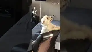 Dog Adorable Reaction to Seeing Owner || PETASTIC 🐾