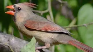 Female cardinal bird singing song / sounds