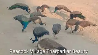 Great peacock flock enjoying village  peace I Nature wonders I
