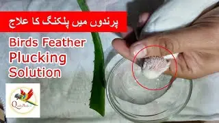 parrots feather Plucking solution | parrots feather Plucking solution | love birds plucking solution
