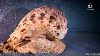 Predator versus predator Giant sea snails take on reef eating starfish | Fishnews