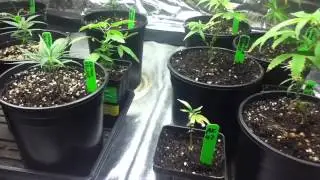 growing marijuana (vegetative growth)