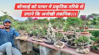 बोन्साई को पत्थर मे प्रकृतिक तरिके से उगाने कि अनोखी तकनिक सीखें।।।