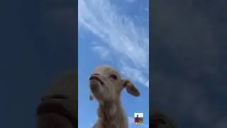 #babygoat #goats #goat #babygoats #goatsofinstagram #funny #goatstagram #trending #viralvideo#shorts