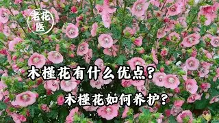 木槿花有什么优点？木槿花如何养护？/What are the advantages of hibiscus flowers? How to maintain hibiscus flowers?