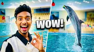 Dammam Dolphin Show | Family Fun & Entertainment in Saudi Arabia Dolphin village / Travel By Shamim
