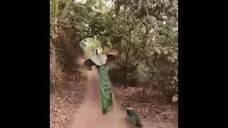 What a grace!
