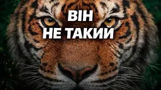 ТИГР БЕЗ МІФІВ: правда про НАЙНЕБЕЗПЕЧНІШОГО хижака планети