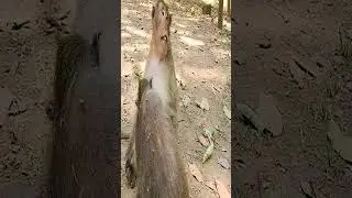 poor baby monkey Timo cry call mother Tima 28