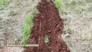 Los D&aacute;lmatas Project | Restoring the native forest of the Gran Chaco, Salta, Argentina.