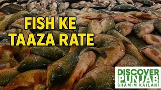 🔥 Pakistan Biggest Fish Market | Fresh Fish Rates Today | Hazrat Kailianwala Fish Mandi LIVE