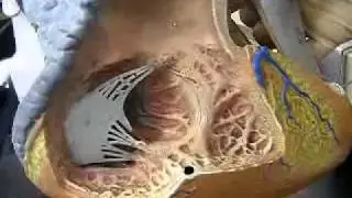 Human Heart Model Walkthrough (1)