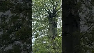 Must try! #guidedtour #botanicalgarden #nature #shortsfeed #shortsvideo #short #shortsviral #yt