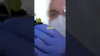 New Plant Tissue Discovery #sciencefather #triggers #seed #plantscience #plantbiology