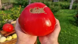 Powerful bush, large fleshy fruits Tomato 