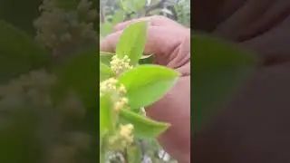 Symnema Sylvestre#Gudmar plant, flowers & seeds(medicinal plant)blood sugar control t#use  diabetic