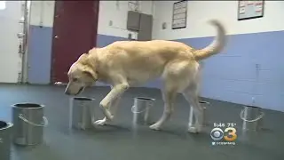 Researchers: Dogs Able To Detect Cancers Through Smell