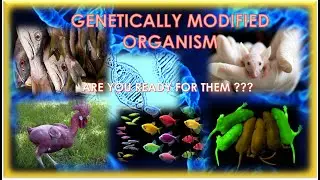 GENETICALLY MODIFIED ANIMALS: Weird but real