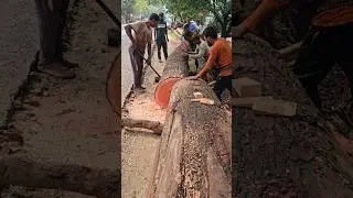 Big Size Mahogany Wood Cutting #mahogany #woodworking #woodwork #woodsaws