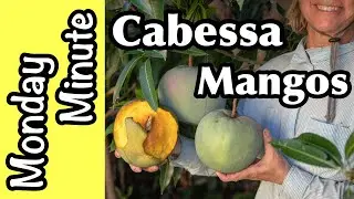 Monday Minute- 'Cabessa' Mangos!