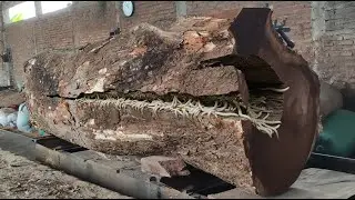 CUTTING THIS Tree Could Be DEADLY ‼️ Rotten Ancient Rain Tree Horror
