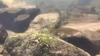 Malabar Danio/ Devario malabaricus / දංකොළ සාලයා in natural habitat, Sri Lanka