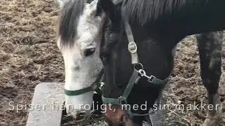 Hay Saver - Foderstation