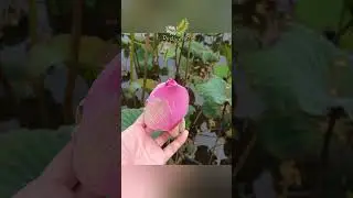 Bunga Seroja aka Lotus #dedaunan #tanamanpopuler #tanamanhias