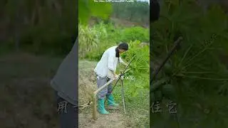 Chinese Farmers Secret Trick to Grow Bigger Papayas! 😳 #shortsvideo