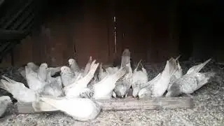Кировоградские голуби