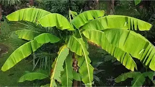 How to Help a Banana Plant Survive the Winter. UK.